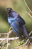 Rppell's Starling (Lamprotornis purpuroptera) - Ethiopia