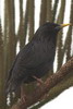 Spotless Starling (Sturnus unicolor) - Morocco