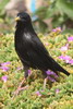 Spotless Starling (Sturnus unicolor) - Morocco