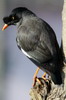 Jungle Myna (Acridotheres fuscus) - Nepal