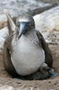 Blue-footed Booby (Sula nebouxii) - Galapagos Islands