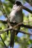 Eurasian Blackcap (Sylvia atricapilla) - France