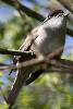 Eurasian Blackcap (Sylvia atricapilla) - France