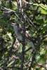 Garden Warbler (Sylvia borin) - France