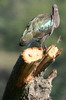 Hadada Ibis (Bostrychia hagedash) - Ethiopia