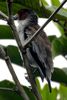 Black-crowned Tityra (Tityra inquisitor) - Costa-Rica