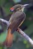 Tropical Royal Flycatcher (Onychorhynchus coronatus) - Costa-Rica