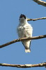 Masked Tityra (Tityra semifasciata) - Mexico