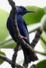 Red-legged Honeycreeper (Cyanerpes cyaneus) - Costa-Rica