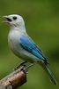 Blue-grey Tanager (Tangara episcopus) - Costa-Rica
