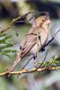 Ruddy-breasted Seedeater (Sporophila minuta) - Mexico