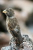 Genevesa Cactus-finch (Geospiza propinqua) - Galapagos Islands