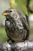 Medium Ground-finch (Geospiza fortis) - Galapagos Islands