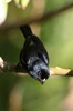 Cuban Bullfinch (Pyrrhulagra nigra) - Cuba