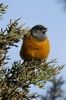 Peruvian Sierra-finch (Phrygilus punensis) - Peru