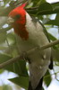 Red-crested Cardinal (Paroaria coronata) - Argentina