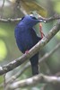 Red-legged Honeycreeper (Cyanerpes cyaneus) - Panama