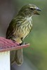 Streaked Saltator (Saltator striatipectus) - Panama