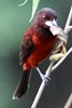 Crimson-backed Tanager (Ramphocelus dimidiatus) - Panama