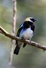 Golden-hooded Tanager (Tangara larvata) - Panama