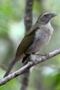 Lesser Antillean Saltator (Saltator albicollis) - Martinique