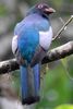 Slaty-tailed Trogon (Trogon massena) - Costa-Rica