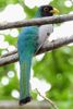 Elegant Trogon (Trogon elegans) - Costa-Rica