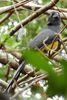 Black-headed Trogon (Trogon melanocephalus) - Costa-Rica