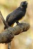 Black-headed Trogon (Trogon melanocephalus) - Costa-Rica