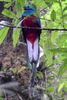 Resplendent Quetzal (Pharomachrus mocinno) - Costa-Rica