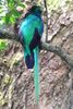 Resplendent Quetzal (Pharomachrus mocinno) - Costa-Rica
