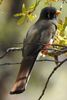 Elegant Trogon (Trogon elegans) - United States