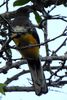 Citreoline Trogon (Trogon citreolus) - Mexico