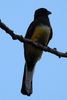 Citreoline Trogon (Trogon citreolus) - Mexico