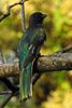 Citreoline Trogon (Trogon citreolus) - Mexico