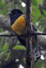 Gartered Trogon (Trogon caligatus) - Mexico