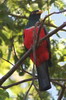 Black-tailed Trogon (Trogon melanurus) - Peru