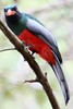 Slaty-tailed Trogon (Trogon massena) - Panama