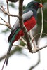 Slaty-tailed Trogon (Trogon massena) - Panama