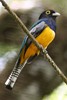 Gartered Trogon (Trogon caligatus) - Panama