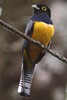 Gartered Trogon (Trogon caligatus) - Panama