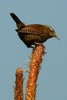Northern Wren (Troglodytes troglodytes) - Ireland