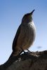 Rock Wren (Salpinctes obsoletus) - Mexico