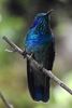 Lesser Violet-ear (Colibri cyanotus) - Costa-Rica