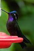 Purple-throated Mountain-gem (Lampornis calolaemus) - Costa-Rica