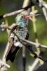 Broad-billed Hummingbird (Cynanthus latirostris) - United States
