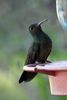 Buff-bellied Hummingbird (Amazilia yucatanensis) - United States