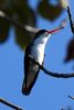 Green-fronted Hummingbird (Amazilia viridifrons) - Mexico