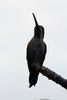 Plain-capped Starthroat (Heliomaster constantii) - Mexico