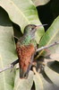 Amazilia Hummingbird (Amazilia amazilia) - Peru